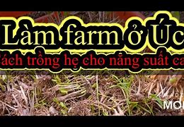 Cách Đi Úc Làm Farm